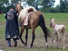 Akhal-teke ló a paziriki sírból származó szerszámzatban a csikóval / Achal-Tekkiner Pferd im Geschirr vom Pazyrik Grab mit dem Fohlen / Achal tekkiner horse in harness from the Pazyrik grave with the foal - 3