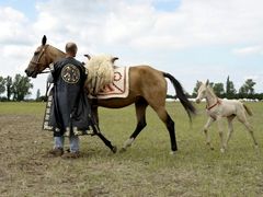 Akhal-teke ló a paziriki sírból származó szerszámzatban a csikóval / Achal-Tekkiner Pferd im Geschirr vom Pazyrik Grab mit dem Fohlen / Achal tekkiner horse in harness from the Pazyrik grave with the foal - 4