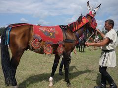 Akhal-teke ló a paziriki sírból származó szerszámzatban / Achal-Tekkiner Pferd im Geschirr vom Pazyrik Grab / Achal tekkiner horse in harness from the Pazyrik grave - 11