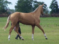 Akhal-teke csikó / Achal-Tekkiner Fohlen / Achal tekkiner foal - 1