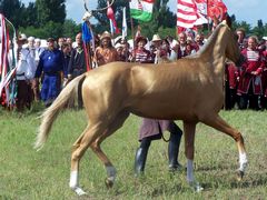 Akhal-teke csikó / Achal-Tekkiner Fohlen / Achal tekkiner foal - 2
