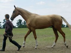 Akhal-teke csikó / Achal-Tekkiner Fohlen / Achal tekkiner foal - 3