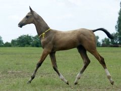 Akhal-teke csikó / Achal-Tekkiner Fohlen / Achal tekkiner foal - 4