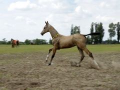Akhal-teke csikó / Achal-Tekkiner Fohlen / Achal tekkiner foal - 5