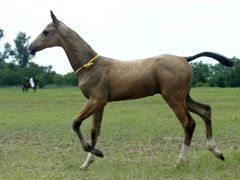 Akhal-teke csikó / Achal-Tekkiner Fohlen / Achal tekkiner foal - 6