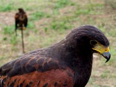 Héja / Habicht / Hawk - 1
