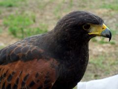 Héja / Habicht / Hawk - 2
