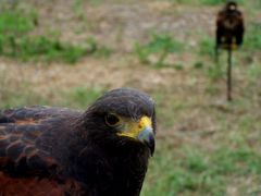 Héja / Habicht / Hawk - 3