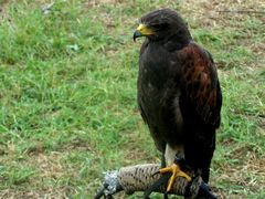 Héja / Habicht / Hawk - 4