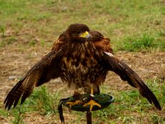 Héja / Habicht / Hawk - 5