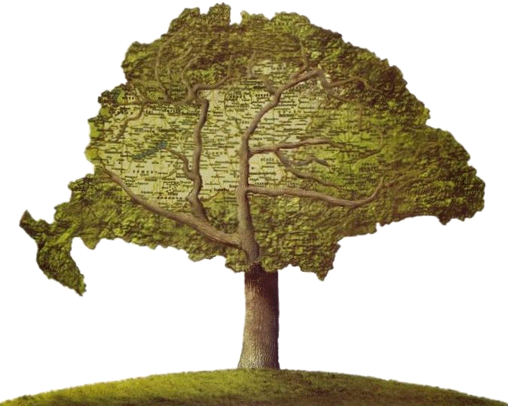 Turni tlgy (Knyves Klmn grafikja) / Turanische Eiche (Grafik von Klmn Knyves) / Turanian oak (Graphics by Klmn Knyves)