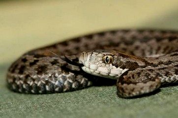 Rkosi vipera / Ungarischen Wiesenotter / Hungarian meadow viper