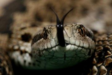 Rkosi vipera / Ungarischen Wiesenotter / Hungarian meadow viper