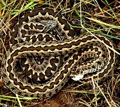 Rkosi vipera / Ungarischen Wiesenotter / Hungarian meadow viper
