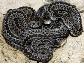 Rkosi vipera / Ungarischen Wiesenotter / Hungarian meadow viper