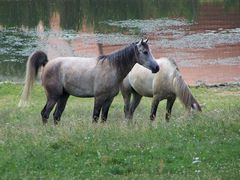 Lovak a szabadban / Frei lebende Pferde / Freely living horses - 1