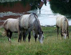 Lovak a szabadban / Frei lebende Pferde / Freely living horses - 2