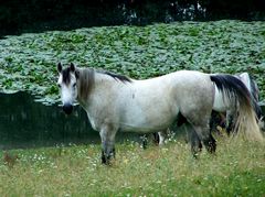 Lovak a szabadban / Frei lebende Pferde / Freely living horses - 3