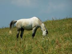 Lovak a szabadban / Frei lebende Pferde / Freely living horses - 4