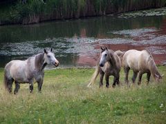 Lovak a szabadban / Frei lebende Pferde / Freely living horses - 5