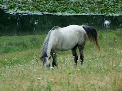 Lovak a szabadban / Frei lebende Pferde / Freely living horses - 6