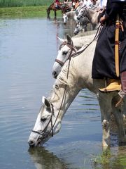 Itatás / Das Trinken von Pferden / The drinking of horses - 2