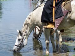Itatás / Das Trinken von Pferden / The drinking of horses - 5