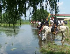 Itatás / Das Trinken von Pferden / The drinking of horses - 7