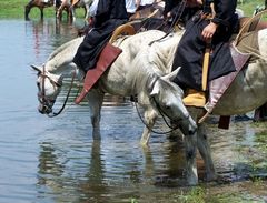 Itatás / Das Trinken von Pferden / The drinking of horses - 8