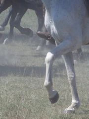 Lovasok háromszori szakrális országkerülése / Dreimal reiten um das Vaterland / Three times ride around the native country - 12