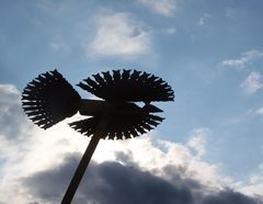 Napmadár / Sonnenvogel / Sunbird - 3