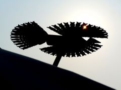 Napmadár / Sonnenvogel / Sunbird - 1