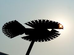 Napmadár / Sonnenvogel / Sunbird - 2