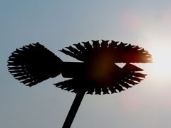 Napmadár / Sonnenvogel / Sunbird - 3