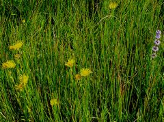 A mez / Das Feld / The field - 1