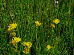 A mez / Das Feld / The field - 2