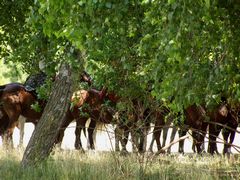 Lovasság pihenben / Ungarische Reiterei in der Rast / Hungarian cavalry in the rest - 3