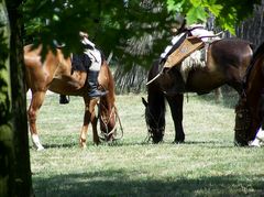 Lovasság pihenben / Ungarische Reiterei in der Rast / Hungarian cavalry in the rest - 9
