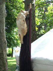 Totem a jurta eltt - 2