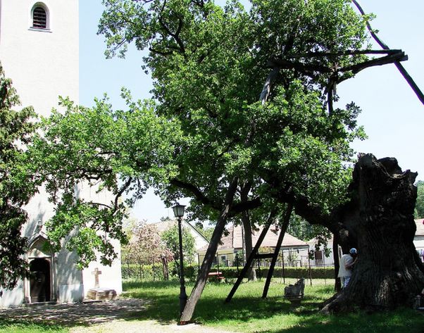 �rp�d fa H�derv�ron / Arpad-Baum in Hedervar / Arpad-tree in Hedervar