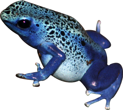 bluefrog