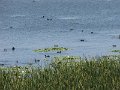 Tisza-to
