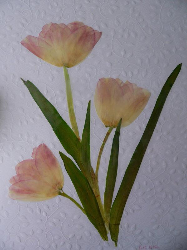 Tulipán csokor Préselt virág: Tulipán csokor