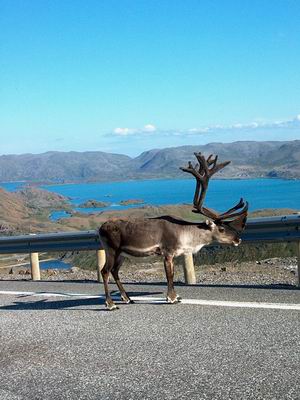 Norv�gia, Nordkapp, r�nszarvas