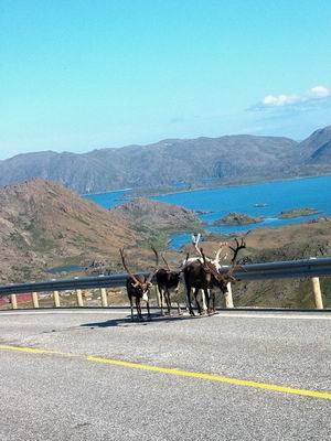Norv�gia, Nordkapp, r�nszarvas