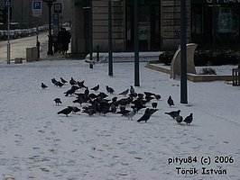 {short description of image}