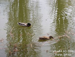 {short description of image}