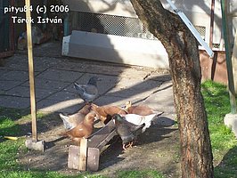 {short description of image}