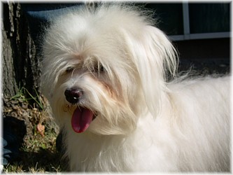 Bijou