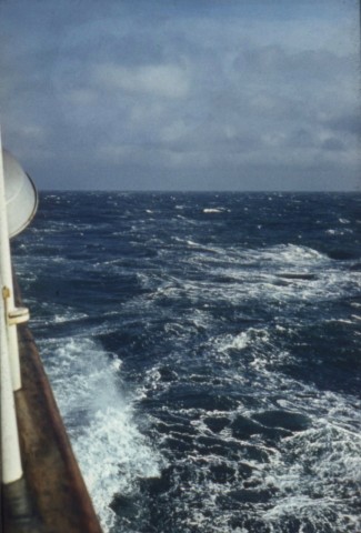 Vizcayai_ob
